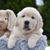 Image of Eskimo, a Golden Retriever puppy