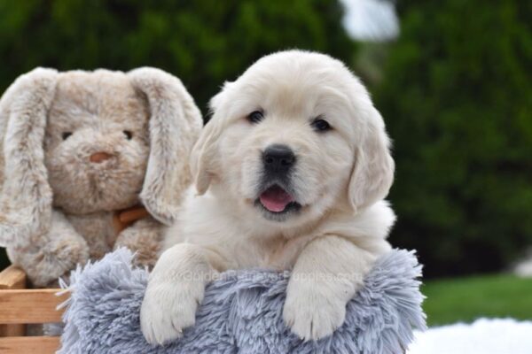 Image of Eskimo, a Golden Retriever puppy