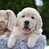 Image of Eskimo, a Golden Retriever puppy