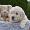 Image of Eskimo, a Golden Retriever puppy