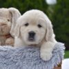 Image of Eskimo, a Golden Retriever puppy