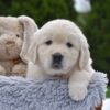 Image of Eskimo, a Golden Retriever puppy