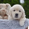 Image of Eskimo, a Golden Retriever puppy