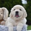 Image of Eskimo, a Golden Retriever puppy