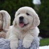 Image of Eskimo, a Golden Retriever puppy
