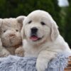 Image of Eskimo, a Golden Retriever puppy