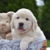 Image of Eskimo, a Golden Retriever puppy