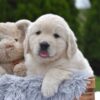 Image of Eskimo, a Golden Retriever puppy