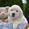 Image of Eskimo, a Golden Retriever puppy