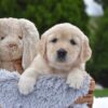 Image of Espresso, a Golden Retriever puppy