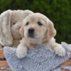 Image of Espresso, a Golden Retriever puppy