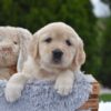 Image of Espresso, a Golden Retriever puppy
