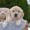 Image of Espresso, a Golden Retriever puppy