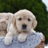 Image of Espresso, a Golden Retriever puppy