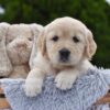 Image of Espresso, a Golden Retriever puppy