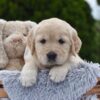 Image of Espresso, a Golden Retriever puppy
