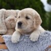 Image of Espresso, a Golden Retriever puppy