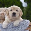 Image of Espresso, a Golden Retriever puppy