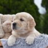 Image of Espresso, a Golden Retriever puppy