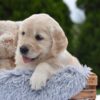 Image of Espresso, a Golden Retriever puppy