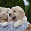 Image of Espresso, a Golden Retriever puppy