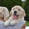 Image of Espresso, a Golden Retriever puppy