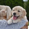 Image of Espresso, a Golden Retriever puppy