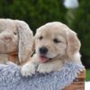 Image of Espresso, a Golden Retriever puppy