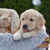 Image of Espresso, a Golden Retriever puppy