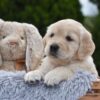 Image of Espresso, a Golden Retriever puppy