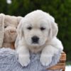 Image of Everest, a Golden Retriever puppy