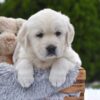 Image of Everest, a Golden Retriever puppy