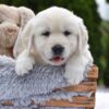 Image of Everest, a Golden Retriever puppy