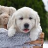 Image of Everest, a Golden Retriever puppy