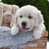 Image of Everest, a Golden Retriever puppy