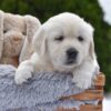 Image of Everest, a Golden Retriever puppy