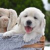 Image of Everest, a Golden Retriever puppy