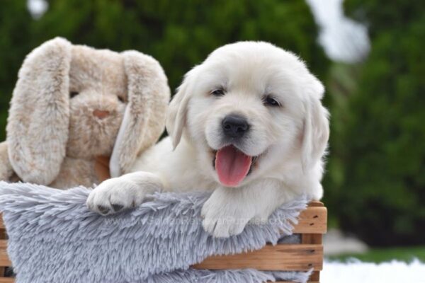 Image of Everest, a Golden Retriever puppy