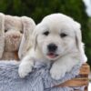 Image of Everest, a Golden Retriever puppy