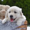 Image of Everest, a Golden Retriever puppy