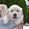 Image of Everest, a Golden Retriever puppy