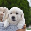 Image of Everest, a Golden Retriever puppy