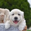 Image of Everest, a Golden Retriever puppy