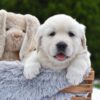 Image of Everest, a Golden Retriever puppy
