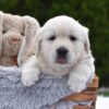 Image of Everest, a Golden Retriever puppy