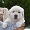 Image of Everest, a Golden Retriever puppy