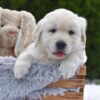 Image of Everest, a Golden Retriever puppy