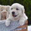 Image of Everest, a Golden Retriever puppy