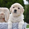 Image of Evie, a Golden Retriever puppy
