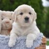 Image of Evie, a Golden Retriever puppy